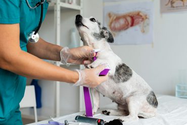 La clave para una vida más larga y saludable