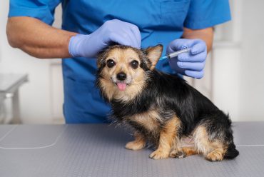 La vacunación al día en perros y gatos