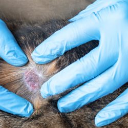 dermatologia_slider dermatologia_slider