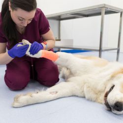 kinesiologia_veterinaria_slider kinesiologia_veterinaria_slider