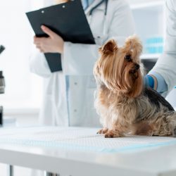 laboratorio_veterinaria_slider laboratorio_veterinaria_slider