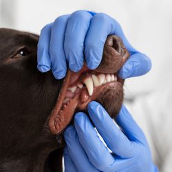odontologia_veterinaria_SLIDER odontologia_veterinaria_SLIDER