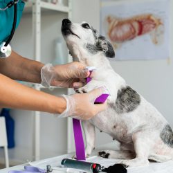 traumatologia_veterinaria_slider traumatologia_veterinaria_slider